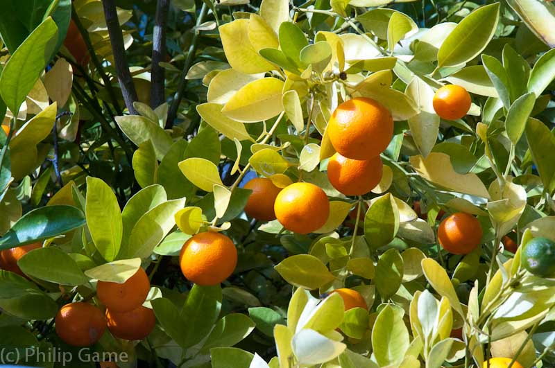 Ornamental cumquats, another winter fruit