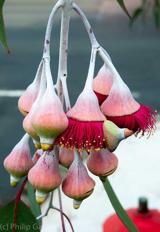 Eucalypts continue to flower...