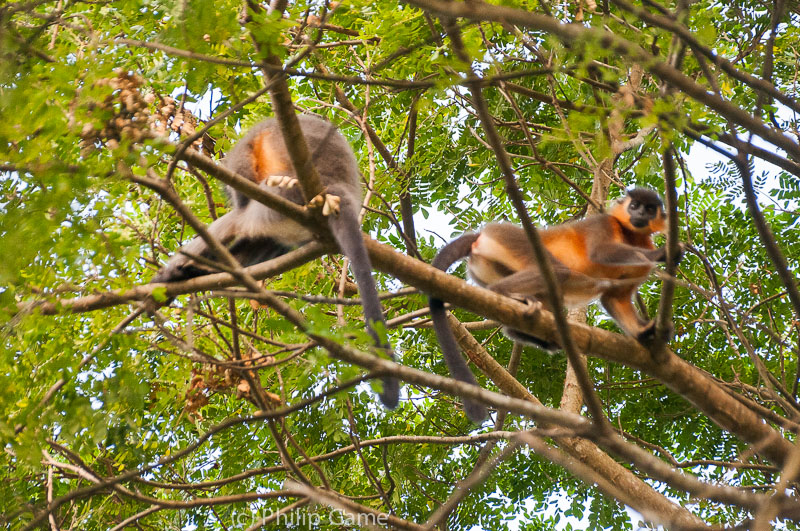 Monkeys cavorting in lowland forest, Assam