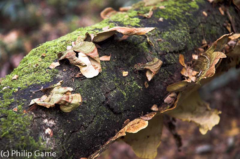 Fungi on a tree trunk, Maits Rest, Cape Otway