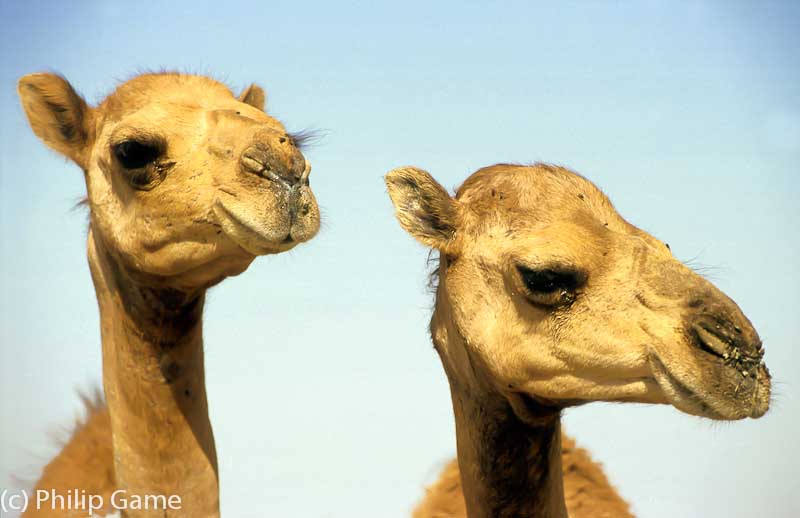 Twin camel foals at Buraimi, Oman