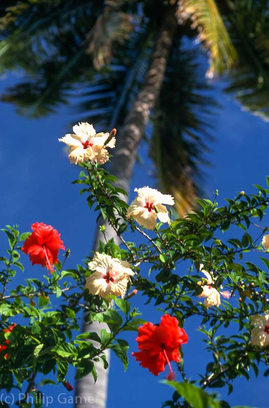 Fijian hibiscus