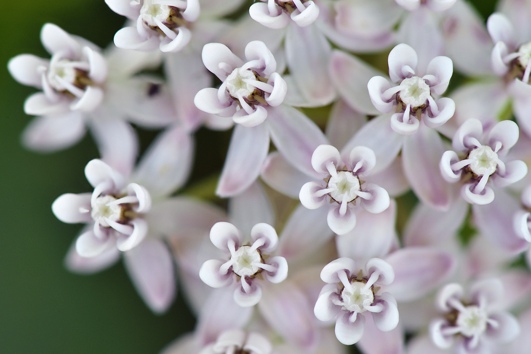 AZ - Arizona Milkweed.jpg