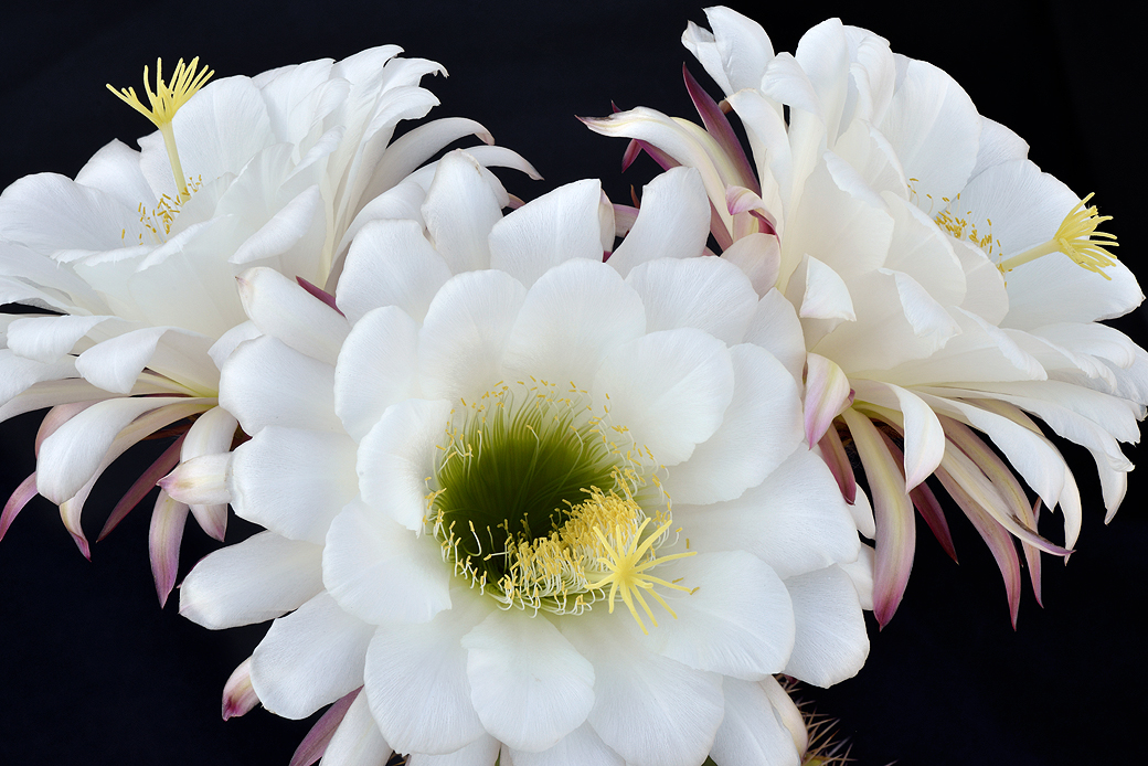 AZ - Echinopsis Candicans 9.jpg