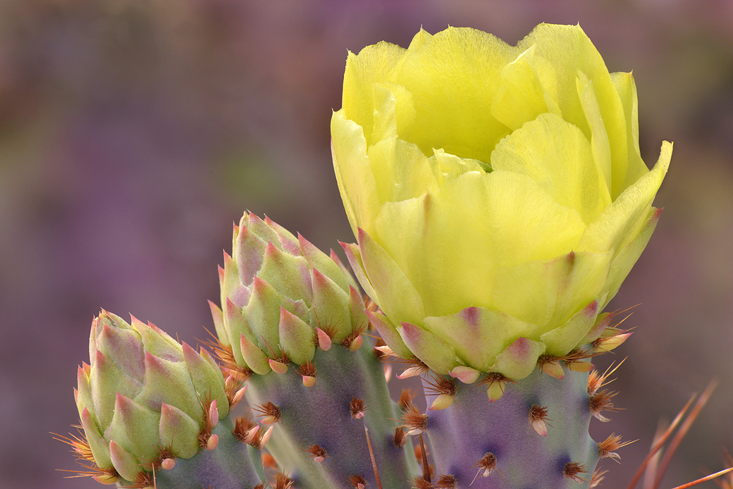 AZ - Prickly Pear Santa Rita 4.jpg