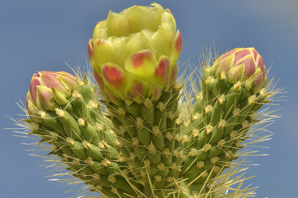 Teddy Bear Cholla 2.jpg