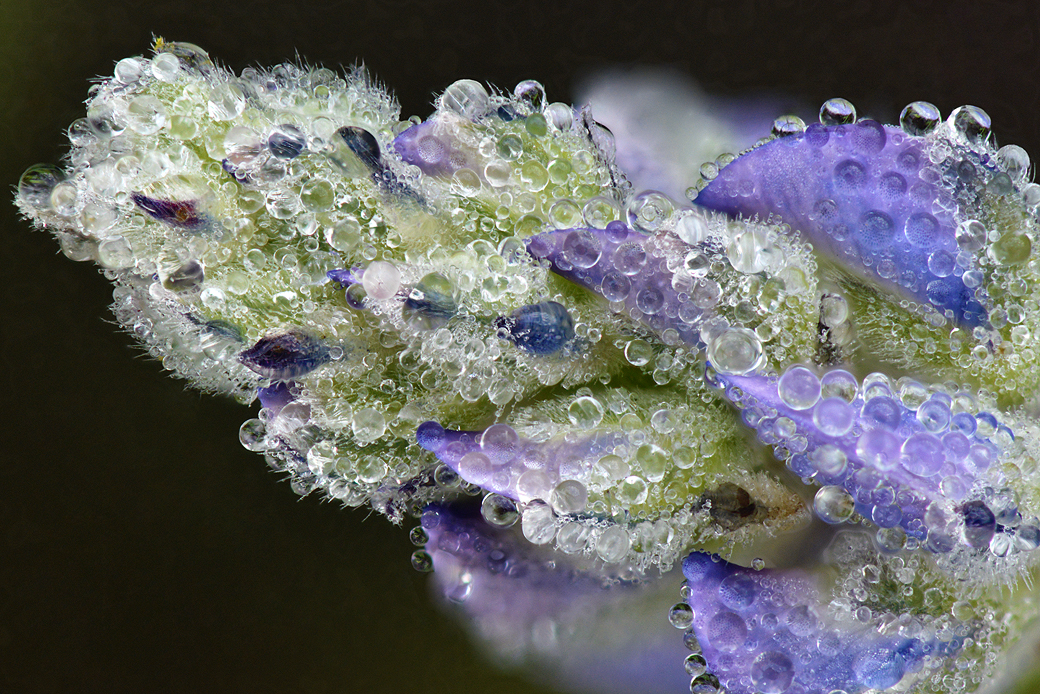 CO - Dumont Lake - Lupine Dew Drops 1.jpg