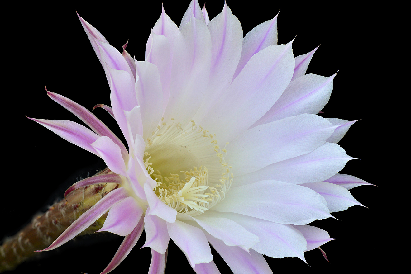 Easter Lilly Cactus 2.jpg