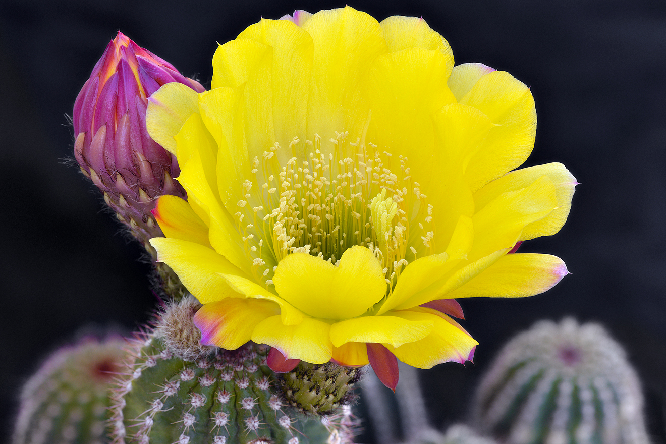 AZ - Echinopsis Yellow 1