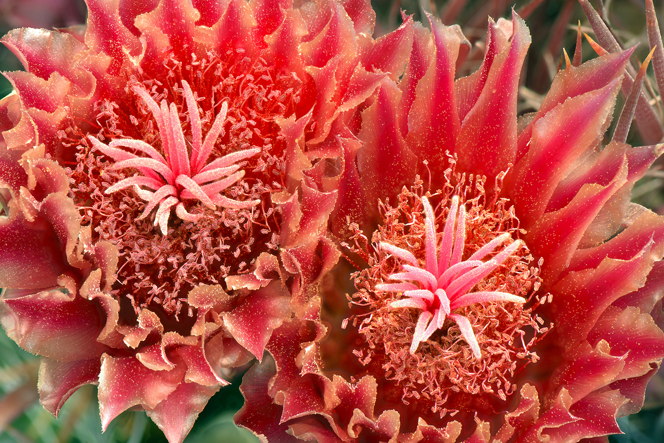 AZ - Red Spine Barrel Cactus 3