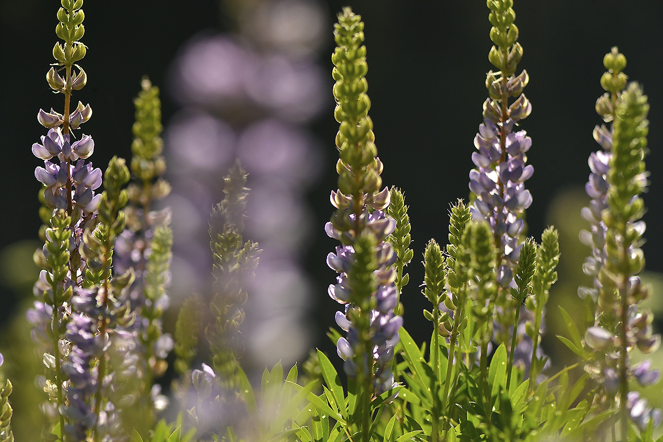 CA - Yosemite NP - Backlit Bush Lupine
