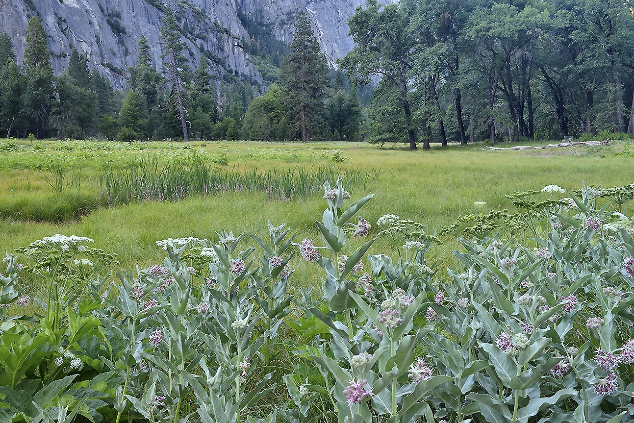 Yosemite NP - Valley Meadow Wildflowers 7.tif