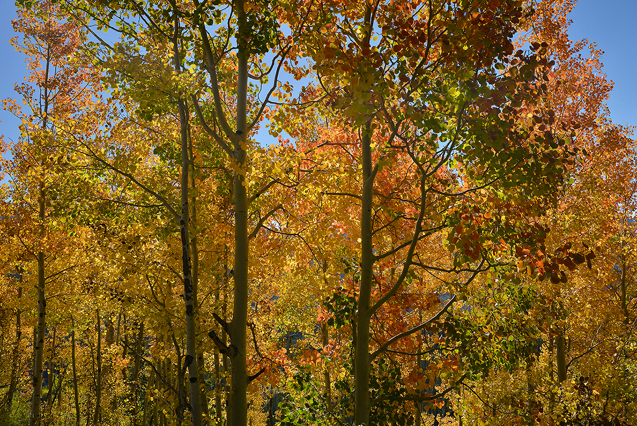 CO - Molas Pass - TreeScape 2