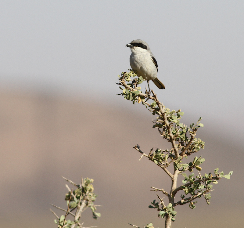 Southern Grey Shrike / Lanius elegans algierensis