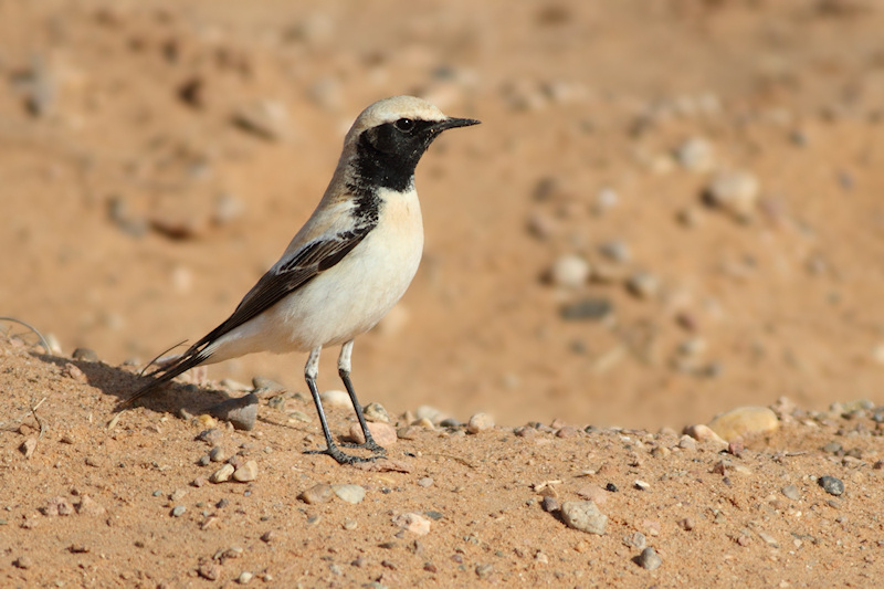 Desert Wheatear / Oenanthe deserti