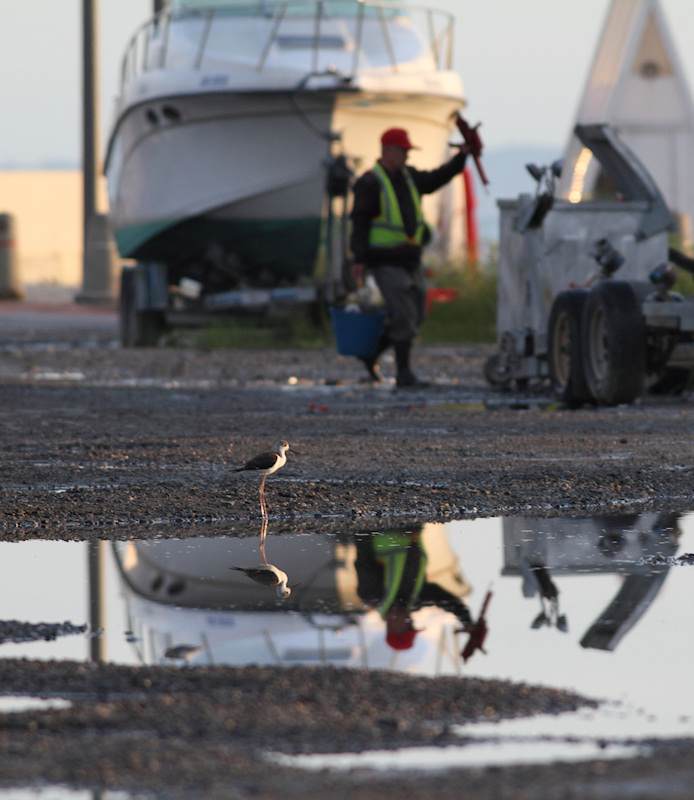 Steltkluut / Black-winged Stilt