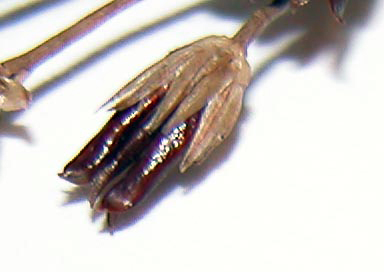 Juncus brevicaudatus  