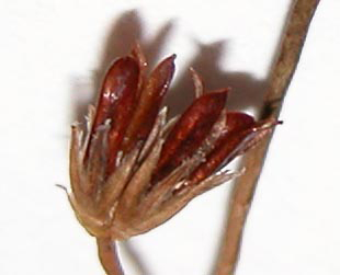 Juncus brevicaudatus  