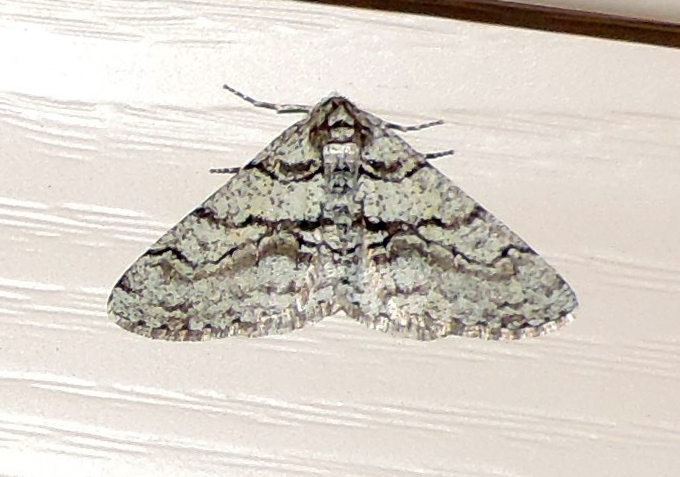 Phigalia titea  
