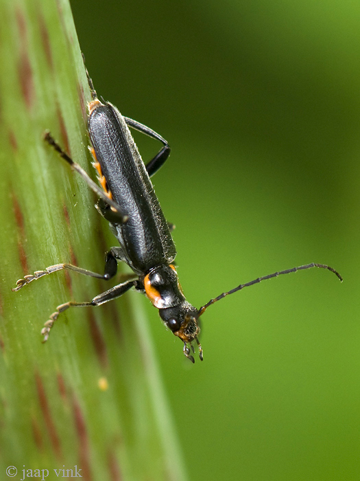 Soldier Beetle - Zwart Soldaatje - Cantharis obscura