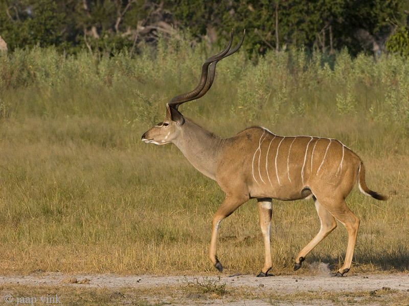 Greater Kudu - Grote Koedoe - Tragelaphus strepsiceros