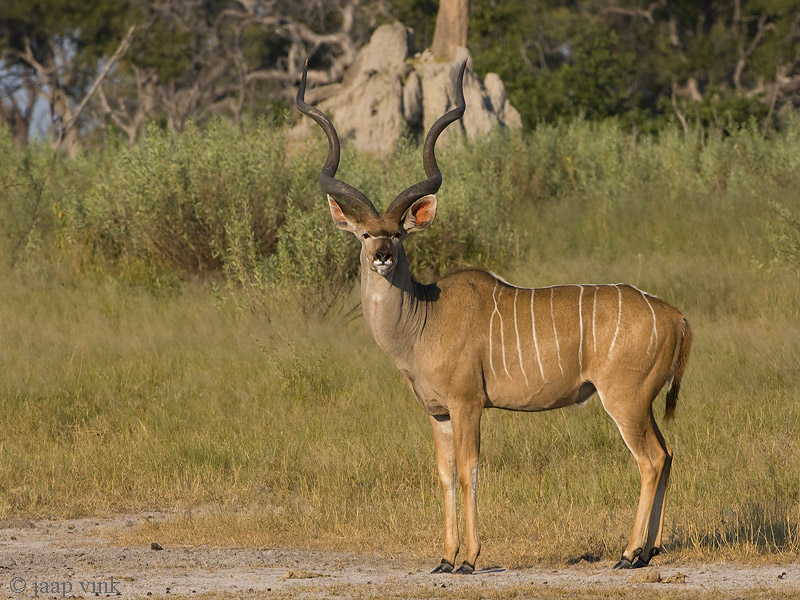 Greater Kudu - Grote Koedoe - Tragelaphus strepsiceros