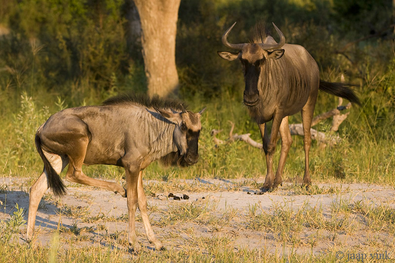Blue Wildebeest - Blauwe Gnoe - Connochaetes taurinus