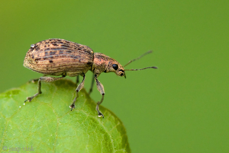 Polydrusus cervinus - Reebruine Bladsnuitkever