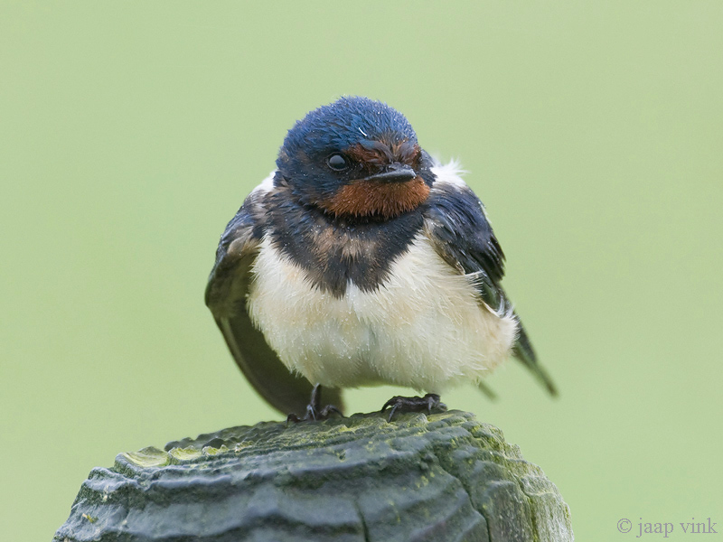Barn Swallow - Boerenzwaluw - Hirundo rustica