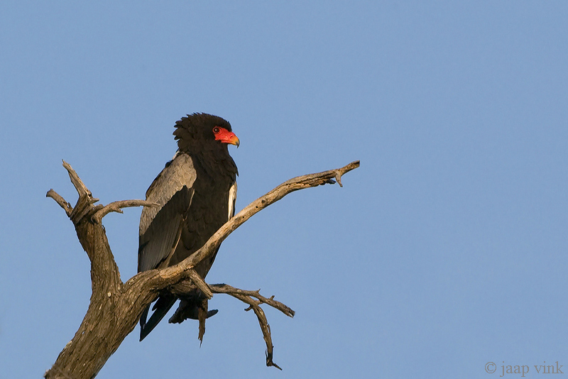 Bateleur - Terathopius ecaudatus