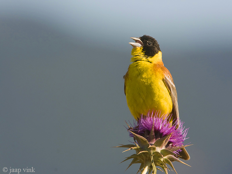 Black-headed Bunting - Zwartkopgors - Emberiza melanocephala