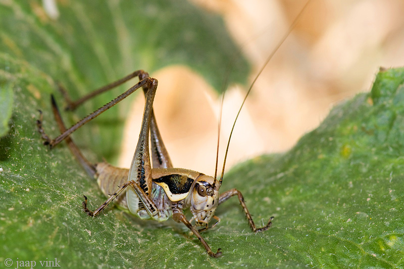 Eupholidoptera spec.