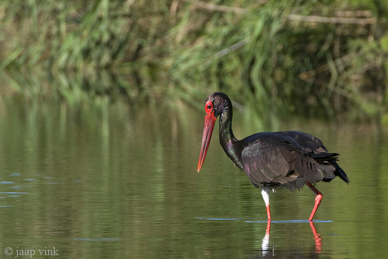 Black Stork - Zwarte Ooievaar - Ciconia nigra