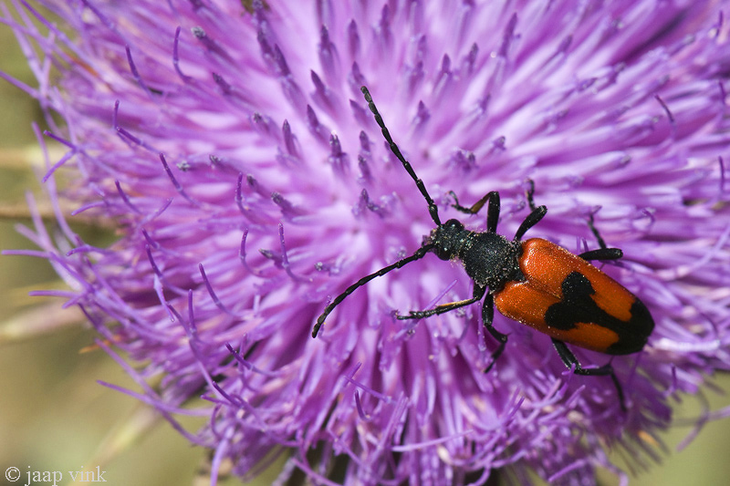 Stictoleptura cordigera