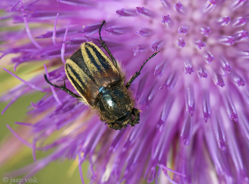 Eulasia vittata