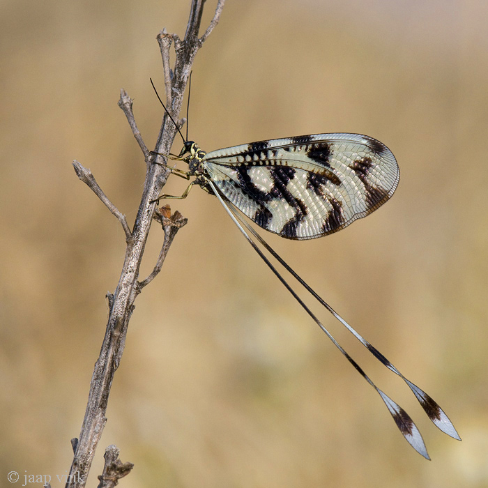 Grecian Streamertail - Griekse Wimpelstaart - Nemoptera sinuata
