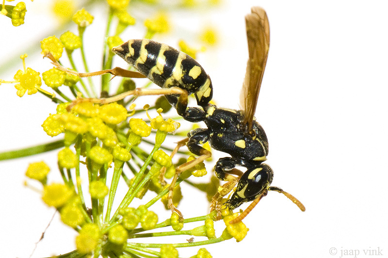 Polistes spec - Veldwesp