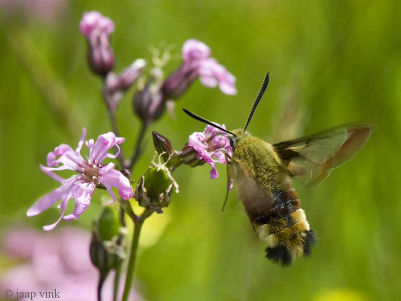 Broad-bordered Bee Hawk-moth - Glasvleugelpijlstaart - Hemaris fuciformis