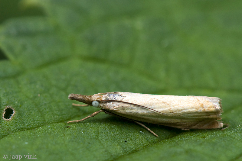 Garden Grass-veneer - Gewone Grasmot - Chrysoteuchia culmella