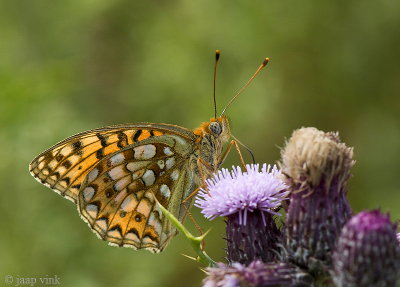 Niobe Fritillary - Duinparelmoervlinder - Argynnis niobe