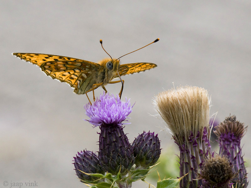 Niobe Fritillary - Duinparelmoervlinder - Argynnis niobe