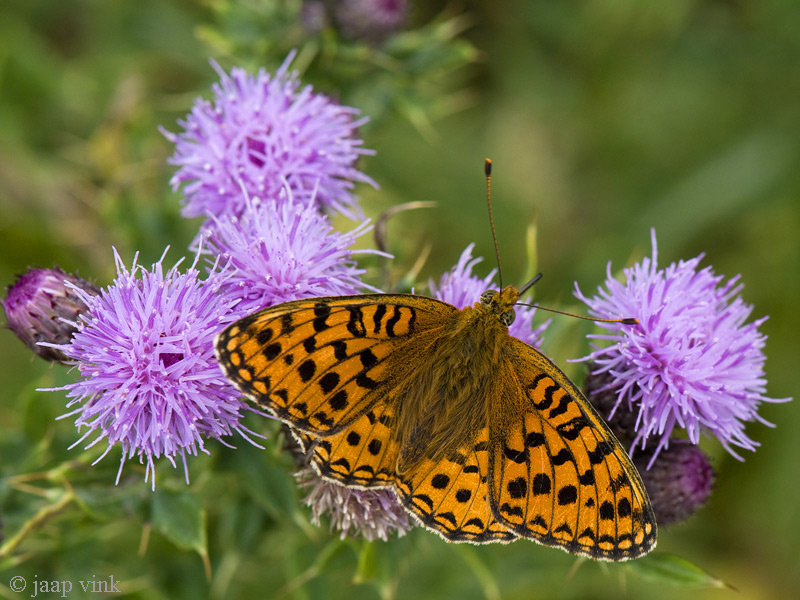 Niobe Fritillary - Duinparelmoervlinder - Argynnis niobe