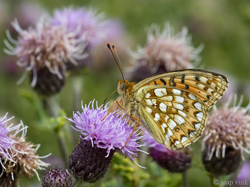 Niobe Fritillary - Duinparelmoervlinder - Argynnis niobe