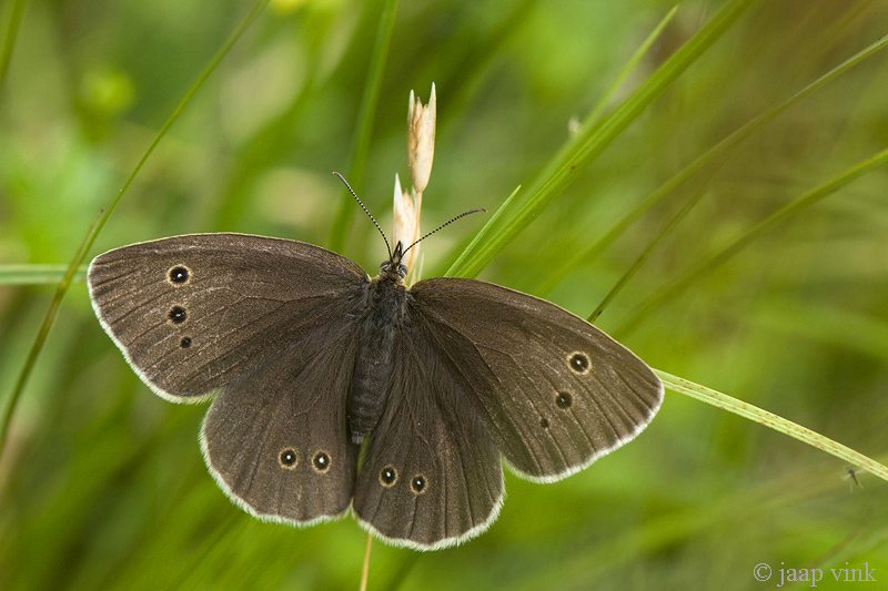 Ringlet - Koevinkje - Aphantopus hyperantus