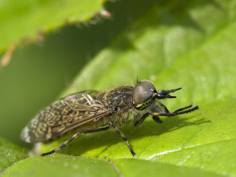 Horse-fly - Regendaas - Haematopota spec