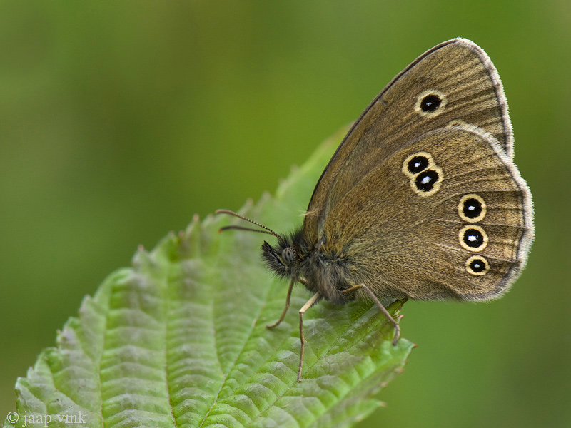 Ringlet - Koevinkje - Aphantopus hyperantus