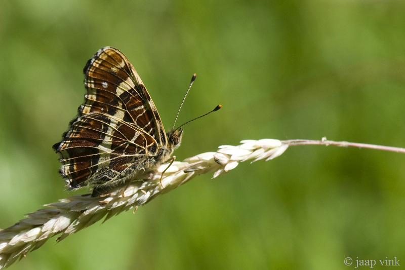 Map butterfly - Landkaartje - Araschnia levana