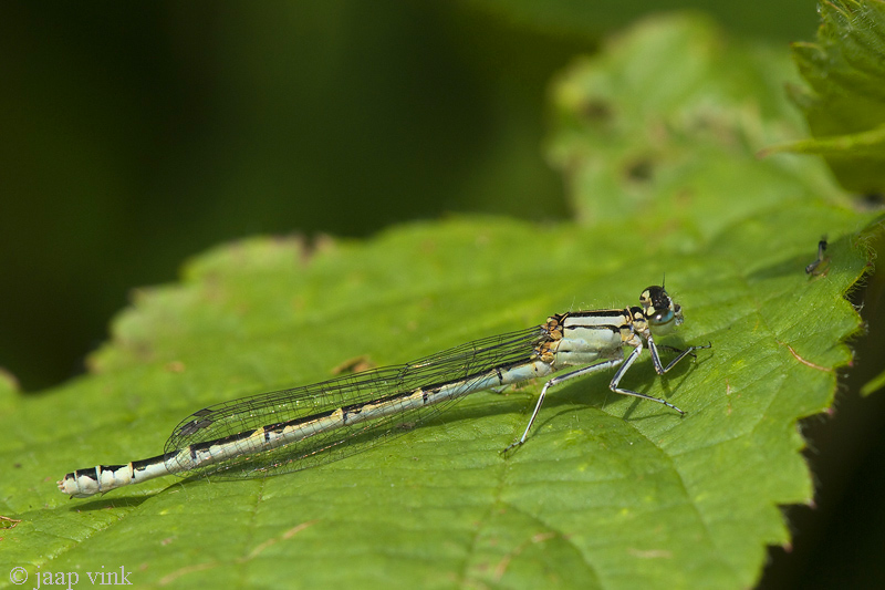 Common Blue Damselfy - Watersnuffel - Enallagma cyathigerum