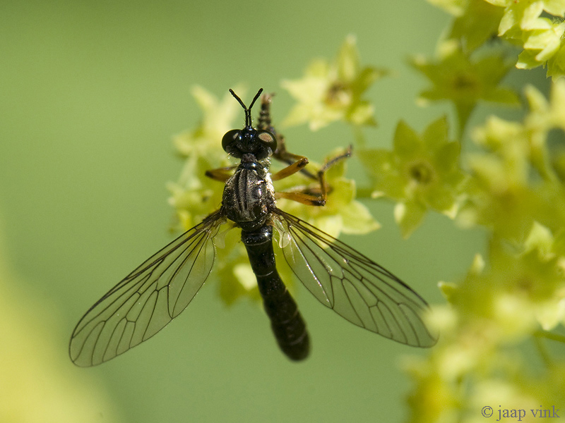 Robber Fly - Gewone Bladjager - Dioctria hyalipennis
