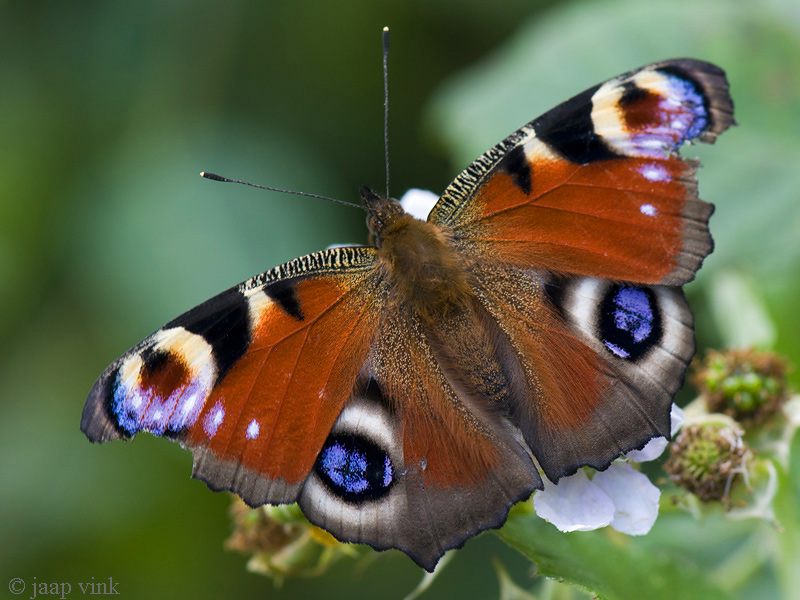 Peacock butterfy - Dagpauwoog - Aglais io